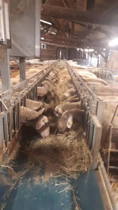 Gite A La Ferme, Avec Animaux, Fromages Et Nature Neuville-les-Decize Экстерьер фото