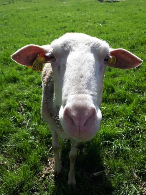 Gite A La Ferme, Avec Animaux, Fromages Et Nature Neuville-les-Decize Экстерьер фото
