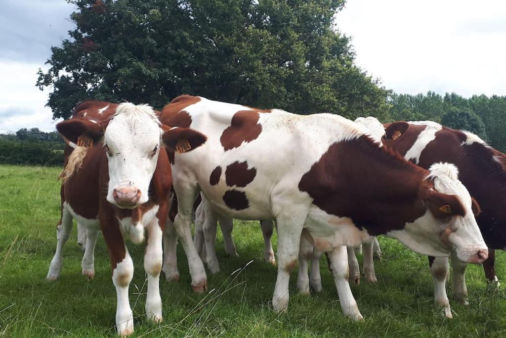 Gite A La Ferme, Avec Animaux, Fromages Et Nature Neuville-les-Decize Экстерьер фото